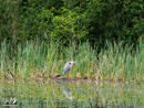 Grey Heron - Czapla Siwa